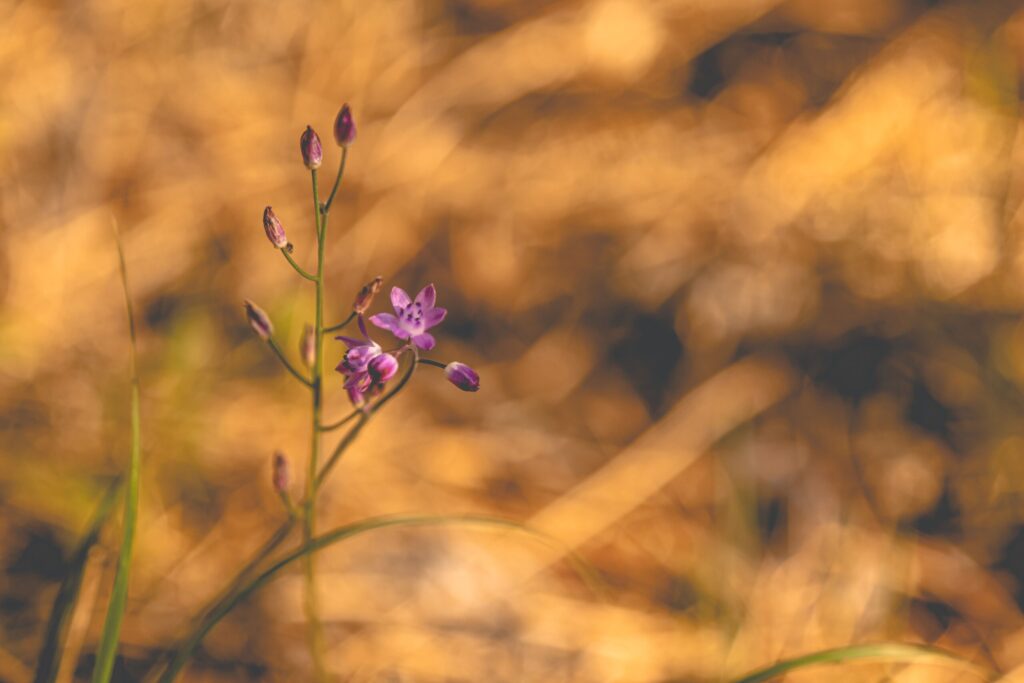 Purple wildflower in a serene field setting, capturing the essence of nature's beauty.